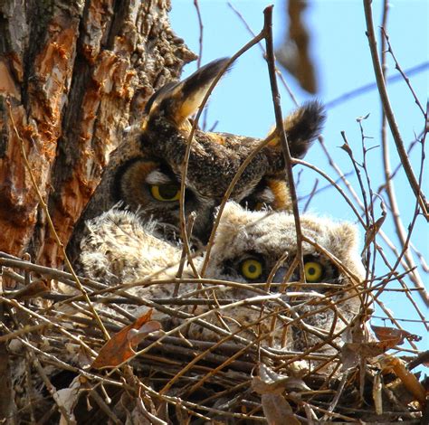 All of Nature: Great Horned Owl Babies Growing Fast