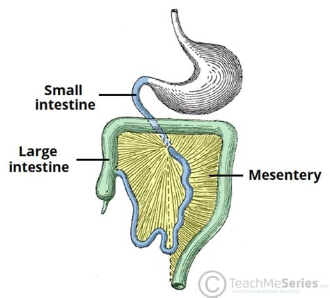 The Mesentery - Function - Structure - Vasculature - TeachMeAnatomy