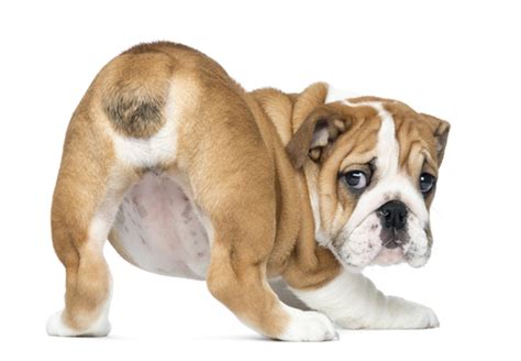 Treatments for Hemorrhoids in Dogs: Home Remedies & Vet Solutions