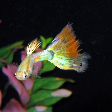 7 Interesting Flame Tetra Tank Mates Ideas For A Community Tank