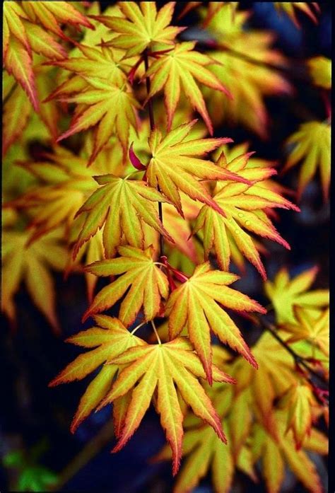 Japanese maple varieties – spectacular trees for your garden