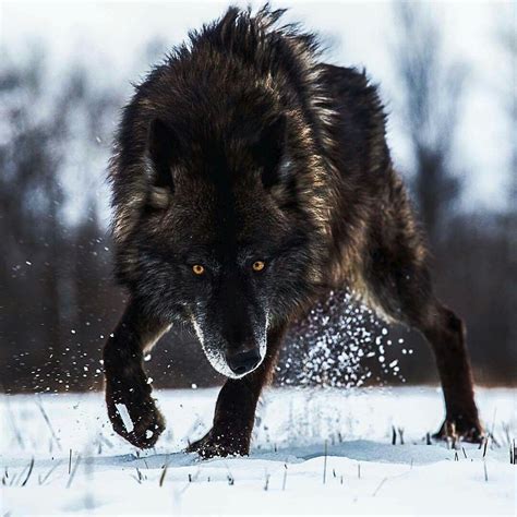 Pin by Übermensch Fenrir on Woulf | Wolf photos, Animals beautiful, Timber wolf