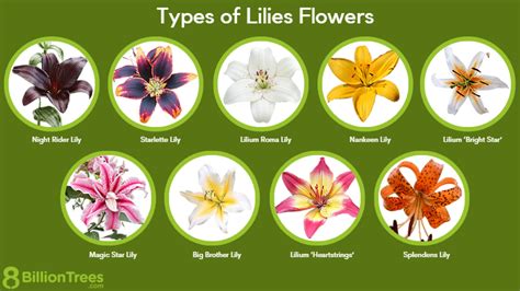 35 Types of Lilies Flowers: How To Identify Lily Flowers by Shape, Color | Types of lilies ...