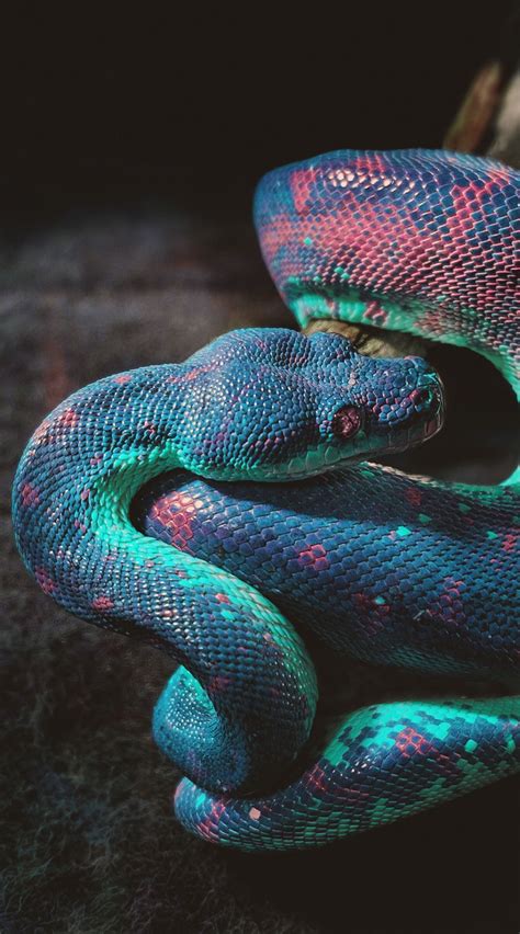 F&O Fabforgottennobility | Snake wallpaper, Pretty snakes, Beautiful snakes