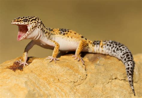 What Do Leopard Geckos Eat? Feeder Insects, Food List & Diet - More ...