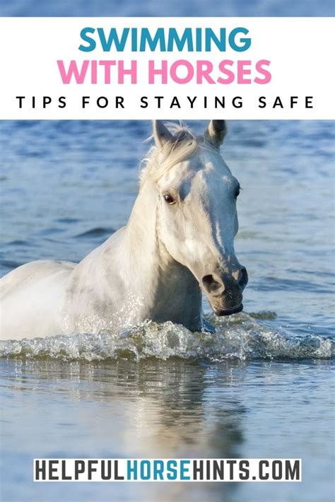 Can Horses Swim? Tips To Know Before Taking Your Horse to Swim ...