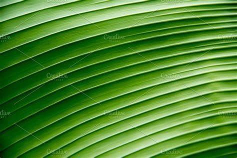 green banana leaf texture | High-Quality Nature Stock Photos ~ Creative Market