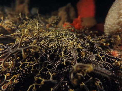 Basket Starfish, only found along the southern coast of South Africa. : r/scuba