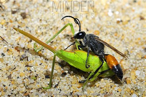 Digger Wasp stock photo - Minden Pictures