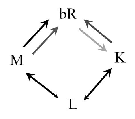 A simplified scheme of the photocycle of dried bacteriorhodopsin ...