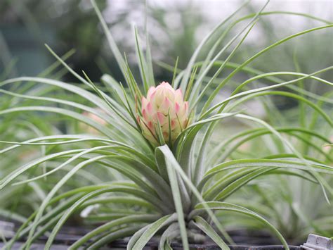 The Top 10 Most Common Tillandsia Air Plants – Air Plant Design Studio