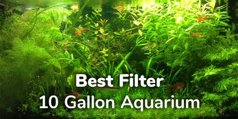 10 Best Filters for 10 Gallon Aquariums (Updated 2022)