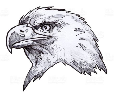 This raster illustration is a hand-drawn sketch of a bald eagle. | Aguila dibujo, Aguila para ...