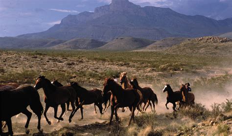 Cowboy Culture in Texas