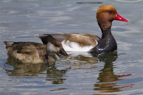 Red-crested Pochard by Clive Daelman - BirdGuides