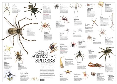 Common Poisonous Spiders Australia