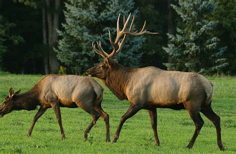 A visit to the Pennsylvania elk herd - BirdCallsRadio™ | Exploring birdlife around the world™