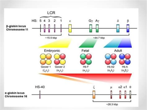 Beta Globin Gene Cluster