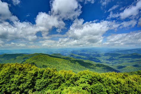 A Natural Climate Solution Grows in Georgia Forests