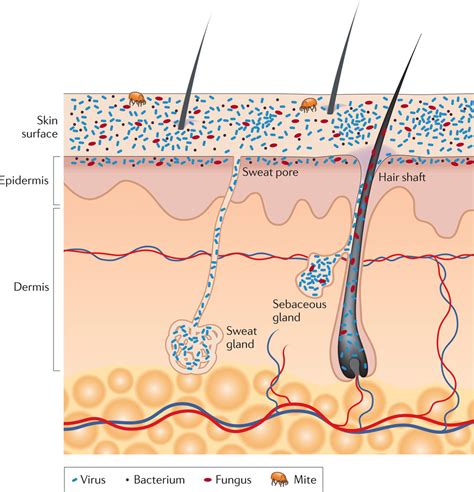 Hidden in Plain Sight: The Skin Microbiome and Gut-Brain-Skin Axis