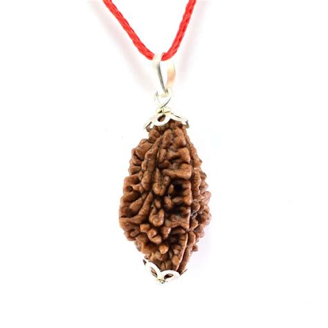 2 Mukhi Rudraksha Pendent - Lab Certified Rudraksha is very Effective ...