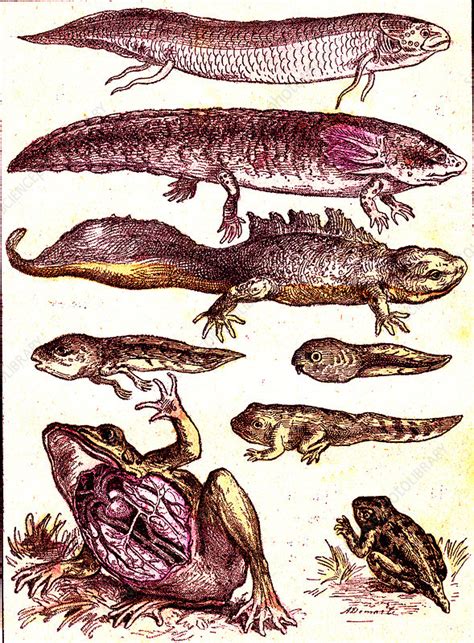 Evolution of amphibians, 19th Century illustration - Stock Image - C037/9642 - Science Photo Library