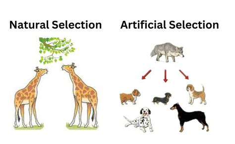 Artificial Selection In Animals