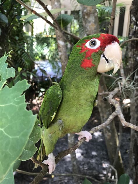 What a majestic creature! Charlie the Mitred Conure : r/parrots