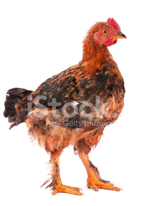 Baby Rooster Stock Photo | Royalty-Free | FreeImages