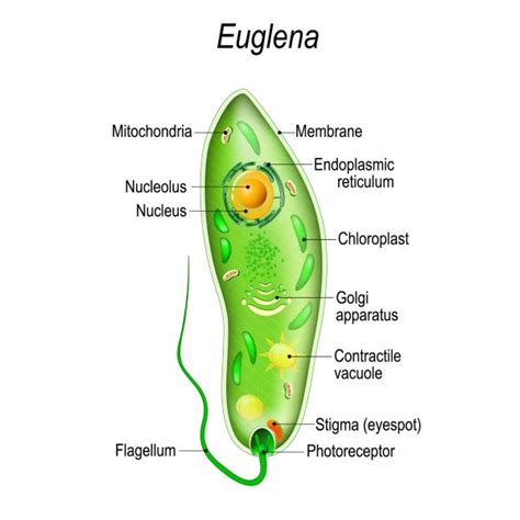 Protista Kingdom Cell