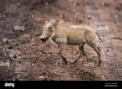 Baby warthog in profile crosses muddy track Stock Photo - Alamy