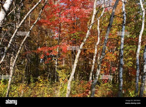 Forest Colors in the Fall Stock Photo - Alamy