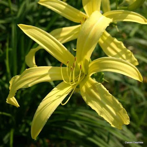 Kindly Light Daylily - Oakes Daylilies