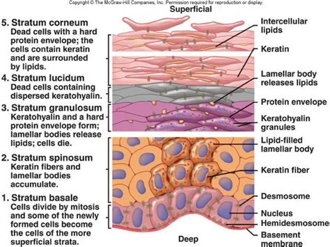 The Human Anatomy and Physiology | Human anatomy and physiology, Skin ...