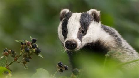 U.K. expands kill zone for badgers in fight against bovine TB, sparking controversy | Science | AAAS