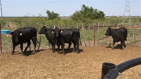 11 - Brangus Bred Heifers - Texas