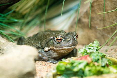 Sonoran Desert toad – Sedgwick County Zoo