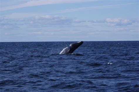 New England Aquarium Whale Watch (Boston) - All You Need to Know BEFORE ...