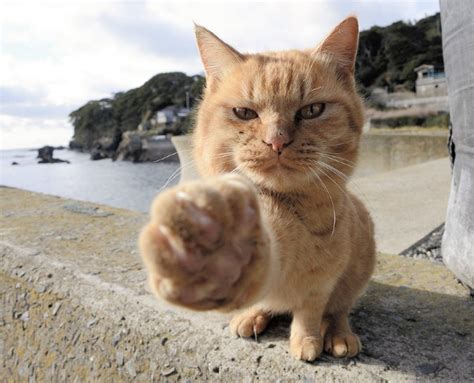 Fluffy felines rule on 'cat island' Tashirojima - The Mainichi