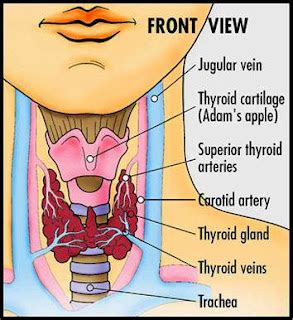 Thyroid Medicine Side Effects | Side Effect of