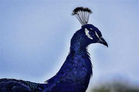 Shubenacadie Provincial Wildlife Park Nova Scotia Canada Photograph by Paul James Bannerman - Pixels