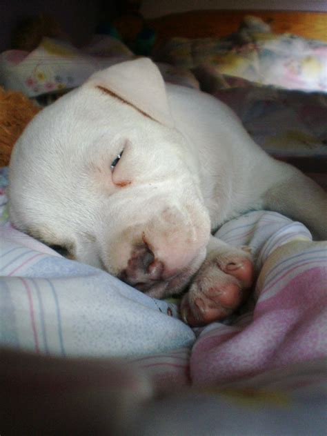 sleeping pitbull puppy by jaZzLIn3egurll on DeviantArt