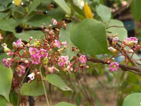 How to Succeed at Growing Starfruit Trees in Your Backyard