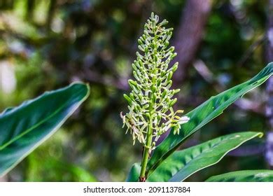 9,460 Galangal Plant Images, Stock Photos & Vectors | Shutterstock