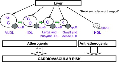 Atherogenic and anti-atherogenic lipoproteins. This diagram shows that... | Download Scientific ...