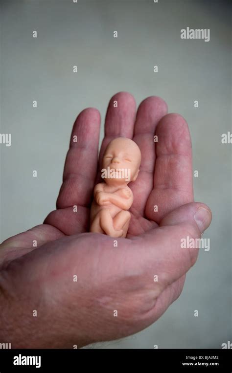 Fetus 12 weeks hi-res stock photography and images - Alamy