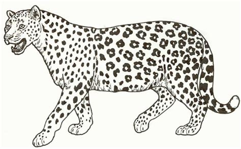 Coloring Cheetah : Animal Cartoon Cheetah Coloring Pages. Kids ... | Animal coloring pages ...