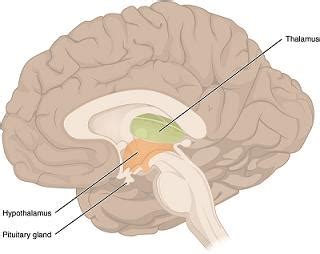 Ventromedial Hypothalamus: Definition & Function - Video & Lesson ...