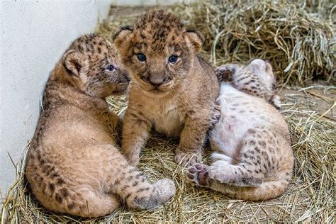 Indianapolis Zoo Welcomes Three Lion Cubs