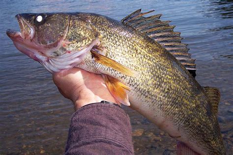 Delaware River Spotlight: Top Tips For November Walleye - The Fisherman